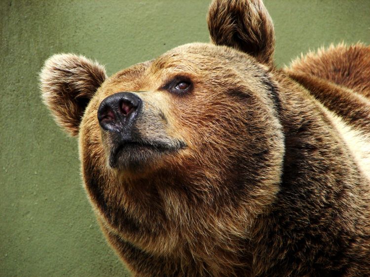 Wallpapers Animals Bears Wallpaper N302550