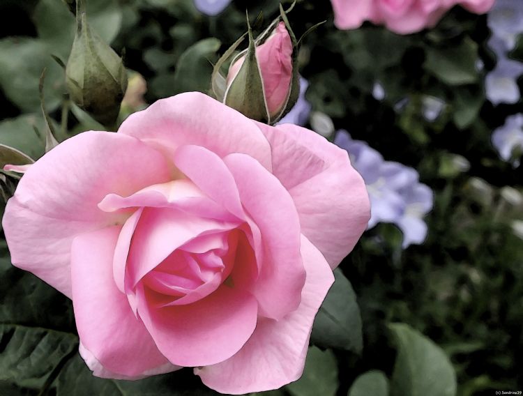 Wallpapers Nature Flowers Rose pink