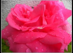  Nature rose apres la pluie