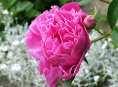  Nature Pivoine rose