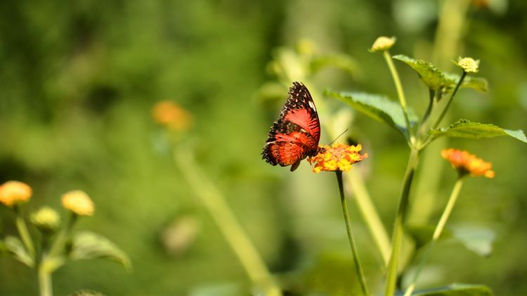 Fonds d'cran Animaux Insectes - Papillons Butterfly...