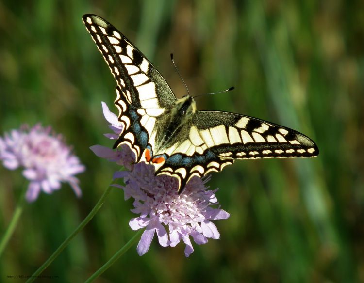 Wallpapers Animals Insects - Butterflies Papillon Machaon