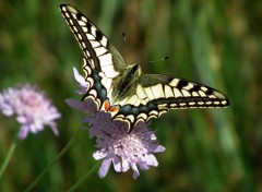  Animals Papillon Machaon