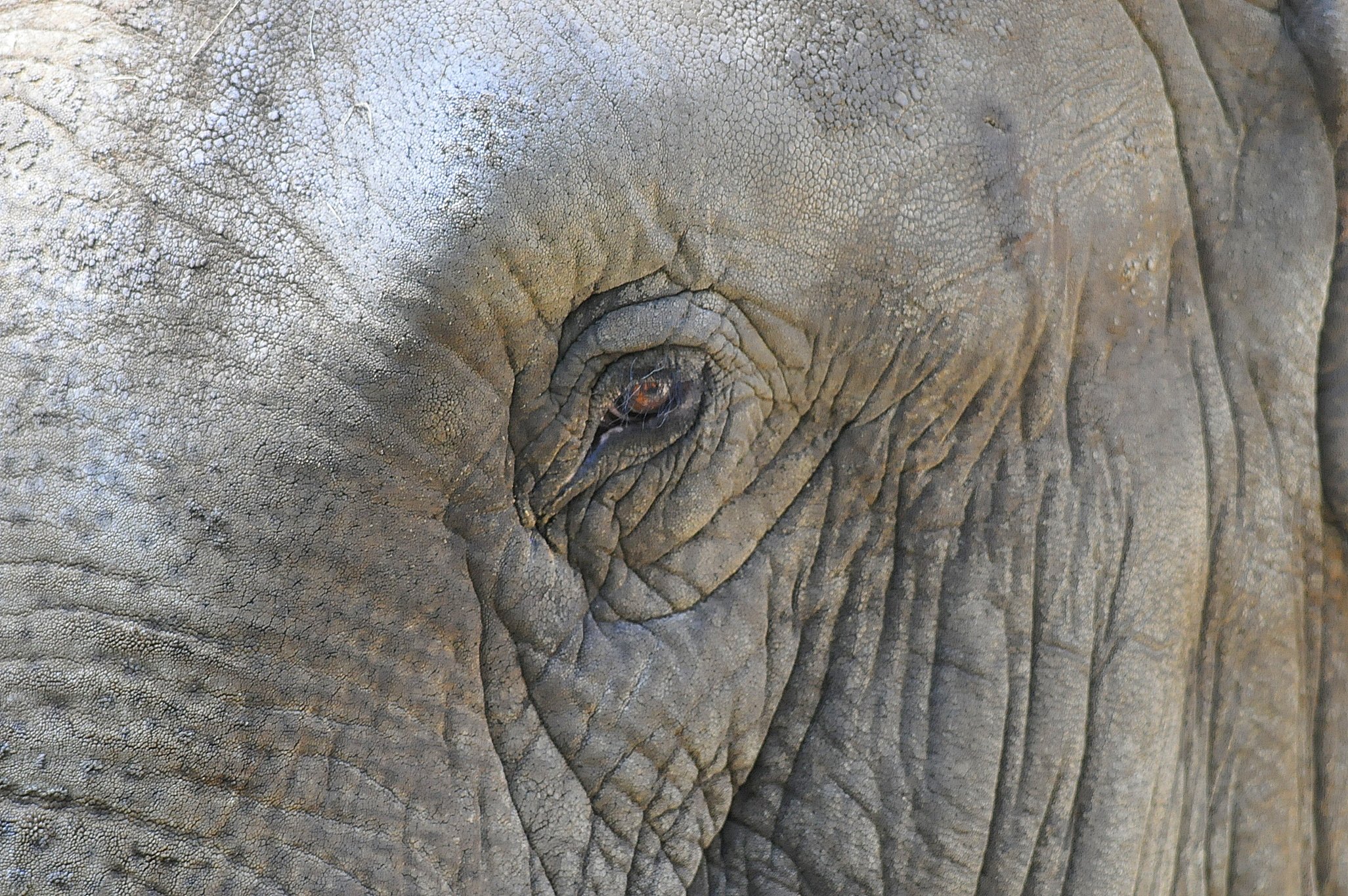 Wallpapers Animals Elephants Elphant'oeil ... 