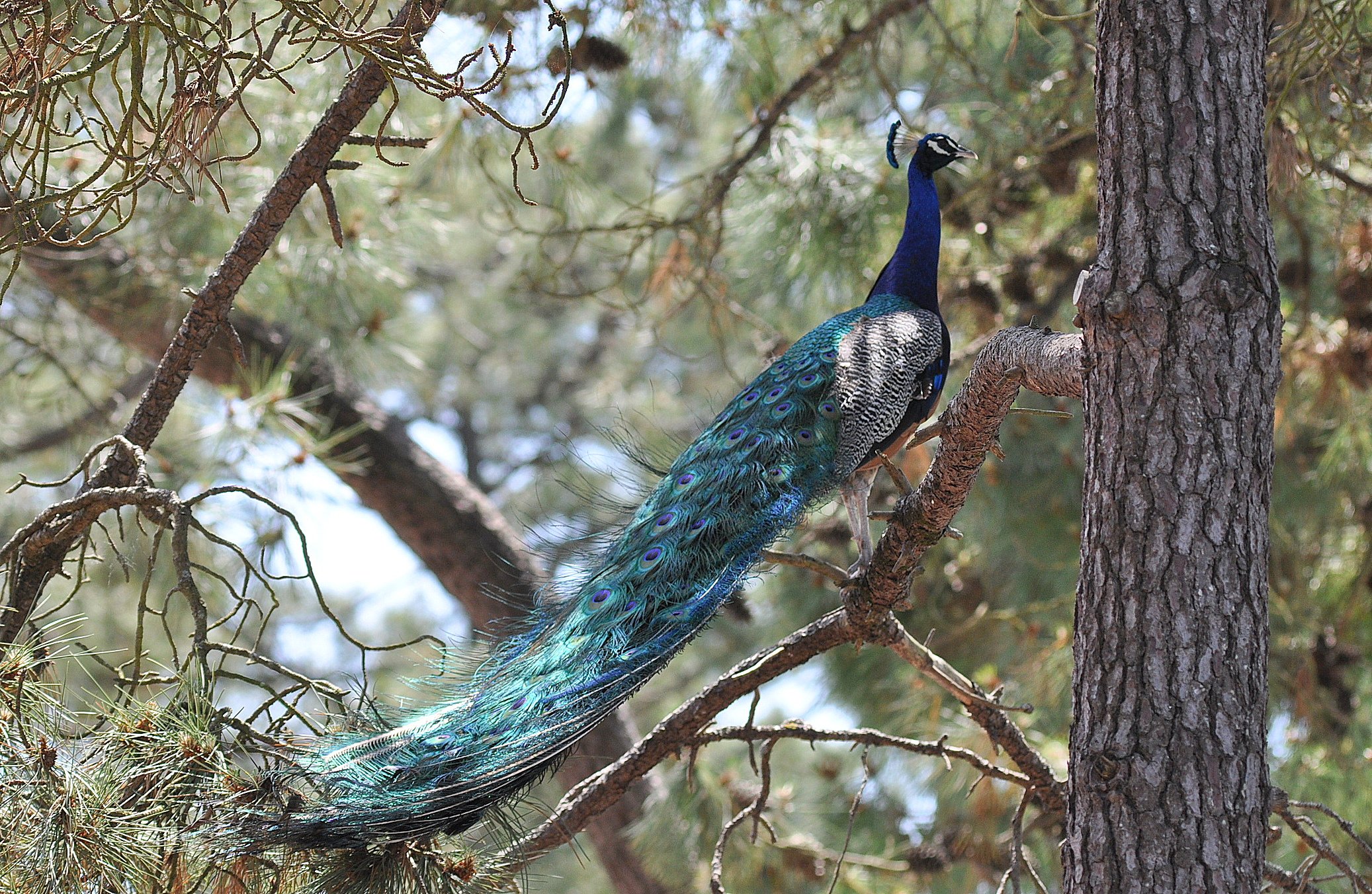 Fonds d'cran Animaux Oiseaux - Paons Paon au sapin ... 