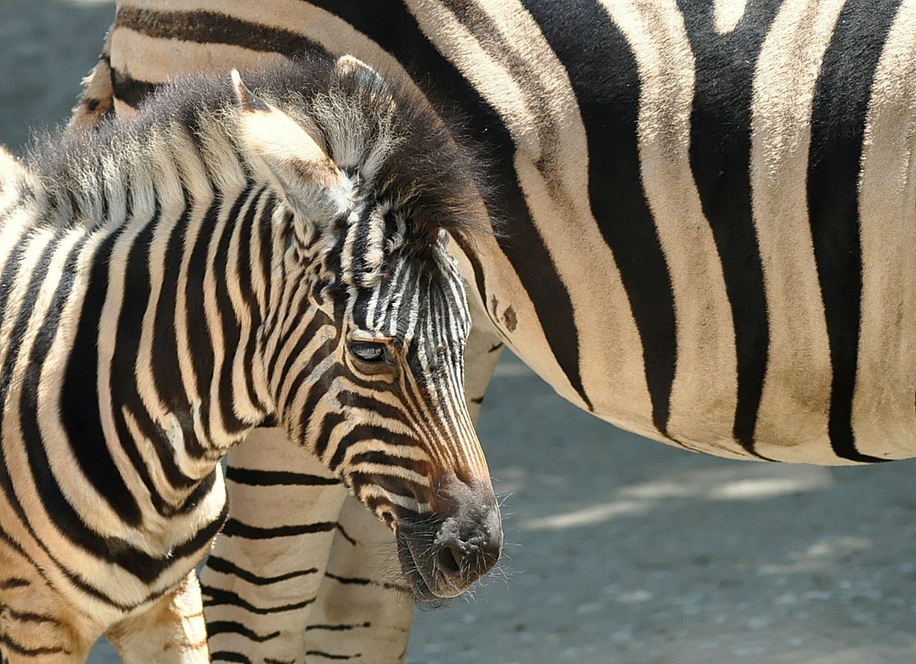 Wallpapers Animals Zebras Petit Zèbre ...