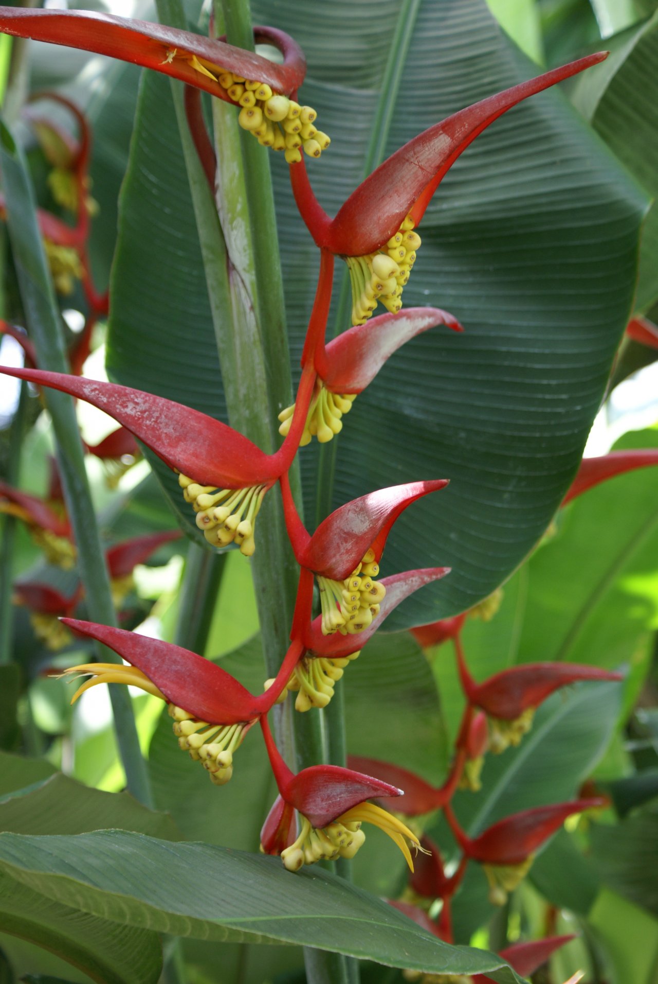 Fonds d'cran Nature Fleurs Fleurs tropicales