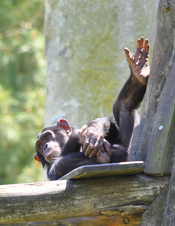 Fonds d'cran Animaux Singes Chimpanz ...