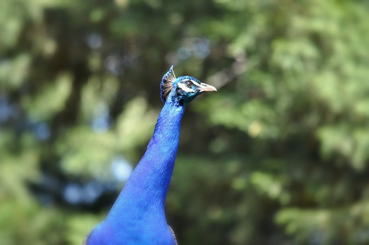 Fonds d'cran Animaux Oiseaux - Paons Blue bird ... 