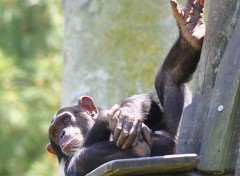  Animaux Chimpanz ...