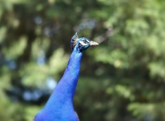  Animaux Blue bird ... 