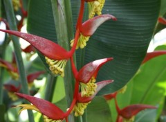  Nature Fleurs tropicales