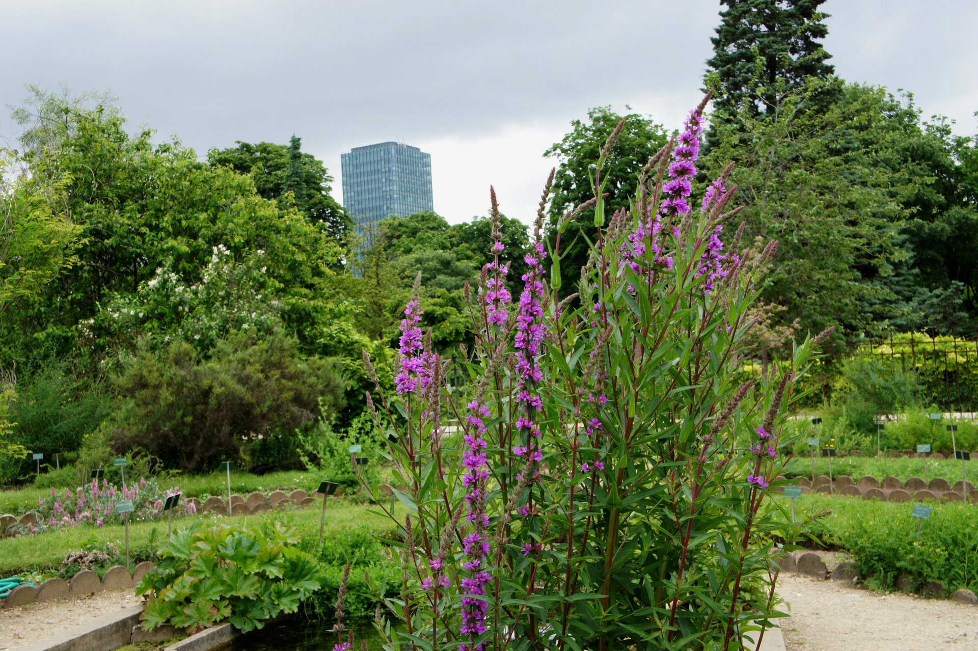 Wallpapers Nature Flowers  Jardin des plantes (Paris)  Massif de fleurs,  photos prise le 9-06-2012