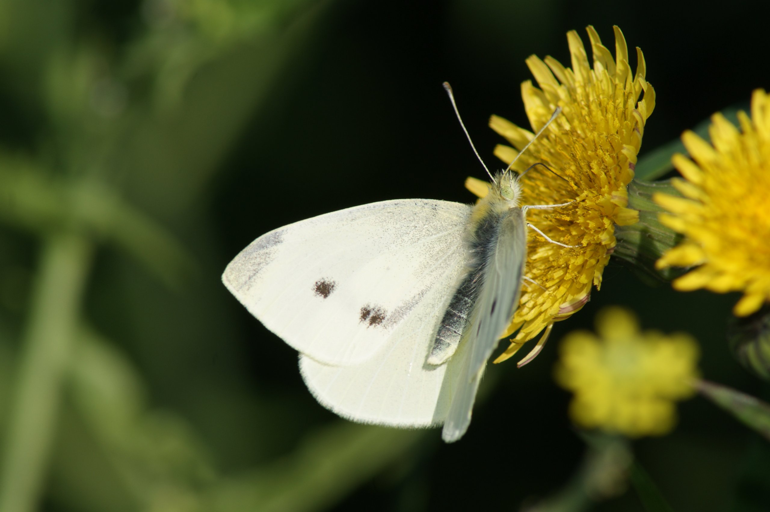 Fonds d'cran Animaux Insectes - Papillons 