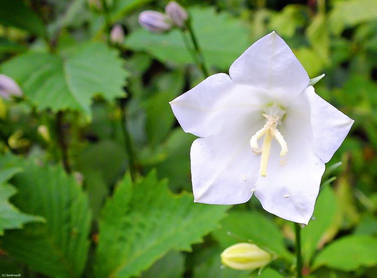 Fonds d'cran Nature Fleurs Campanule blanche