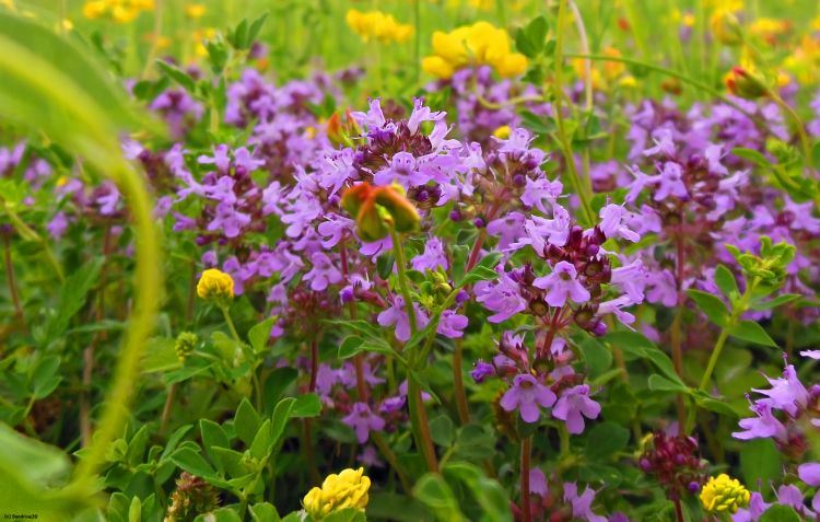 Wallpapers Nature Flowers Prairie en fleurs