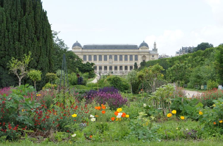 Wallpapers Nature Flowers Le jardin des plantes   (Paris)   photo prise le 8-6-2012