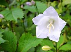  Nature Campanule blanche