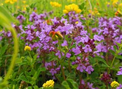  Nature Prairie en fleurs