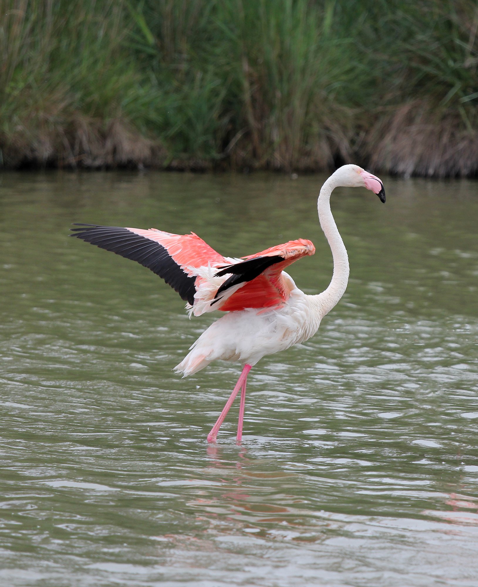 Wallpapers Animals Birds - Flamingos Flamants