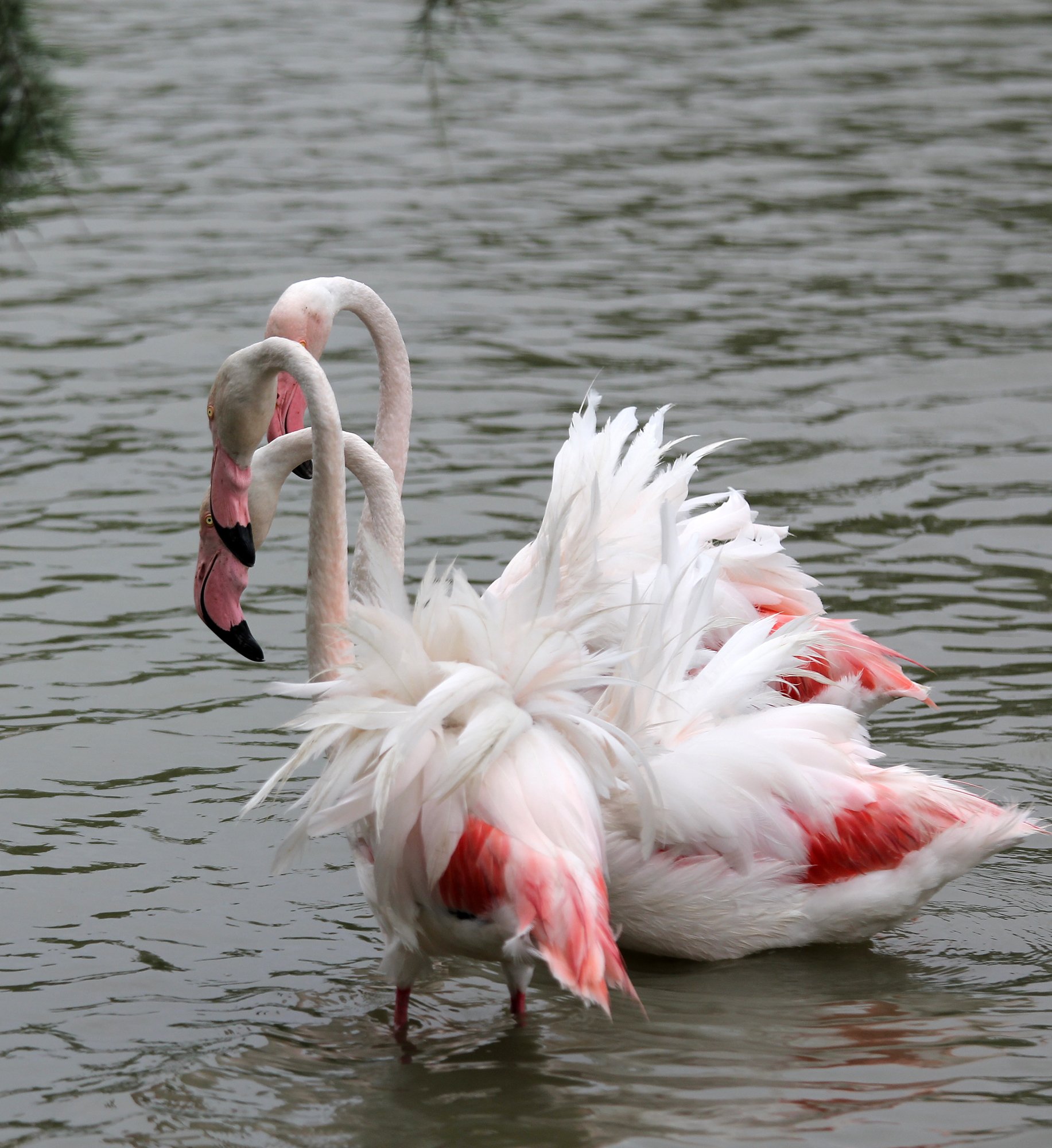 Wallpapers Animals Birds - Flamingos Flamants