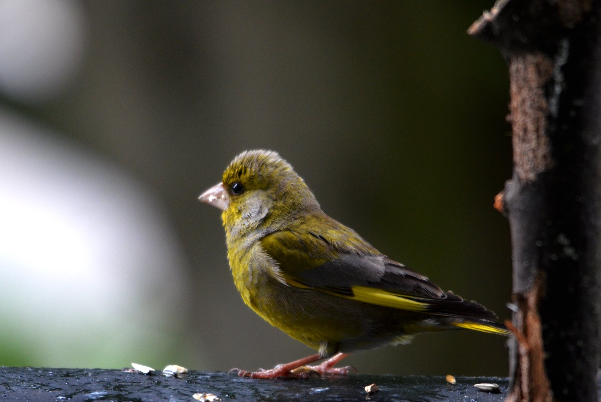 Fonds d'cran Animaux Oiseaux - Pinsons 