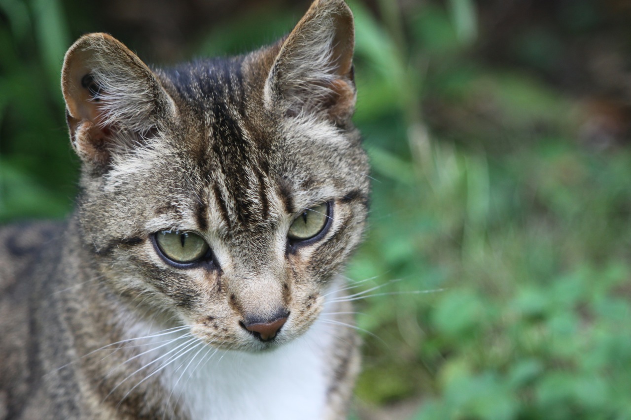 Fonds d'cran Animaux Chats - Chatons 