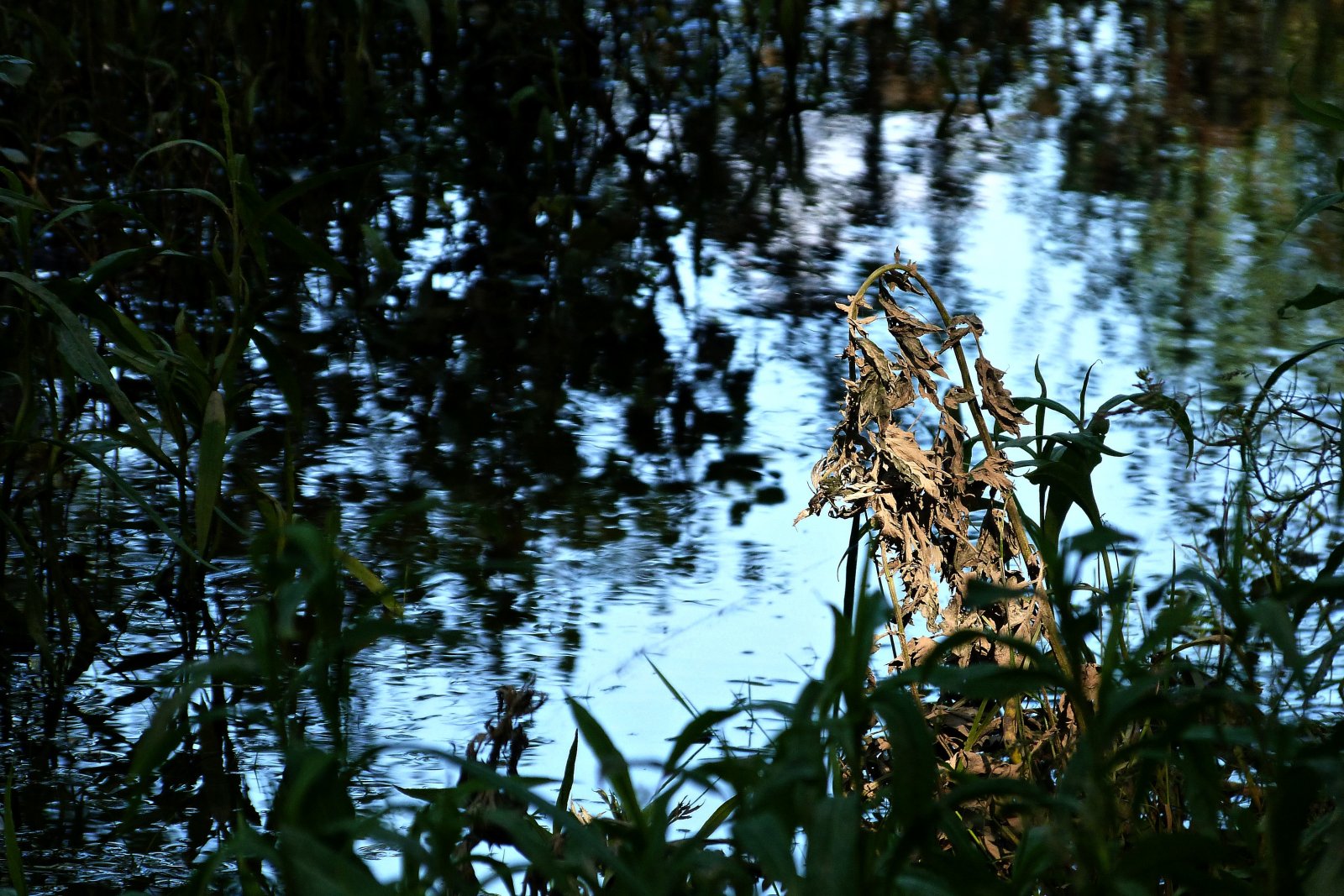 Fonds d'cran Nature Plantes - Arbustes Quelques fragments de temps.