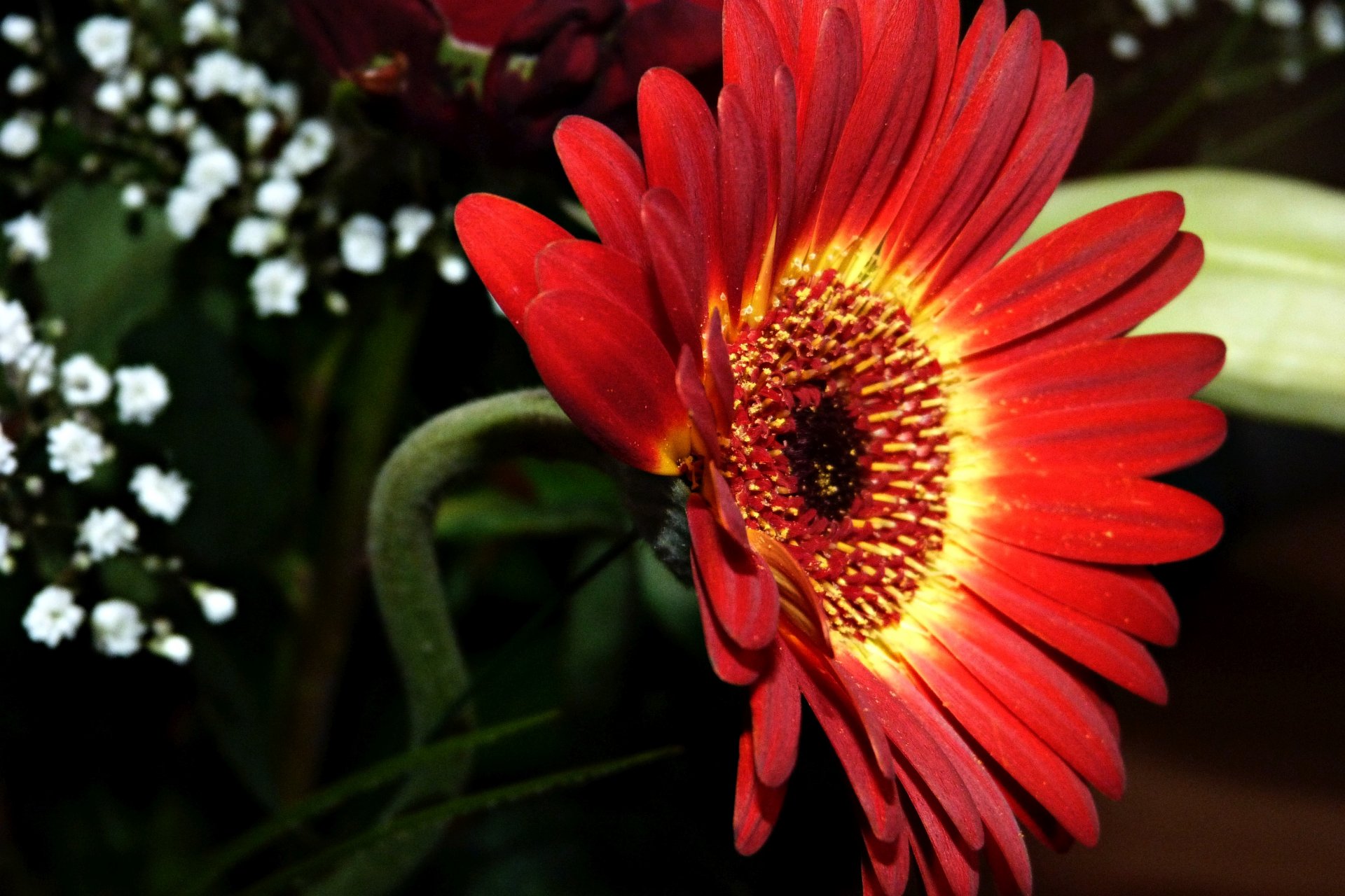 Fonds d'cran Nature Fleurs Bonne fte maman ! 