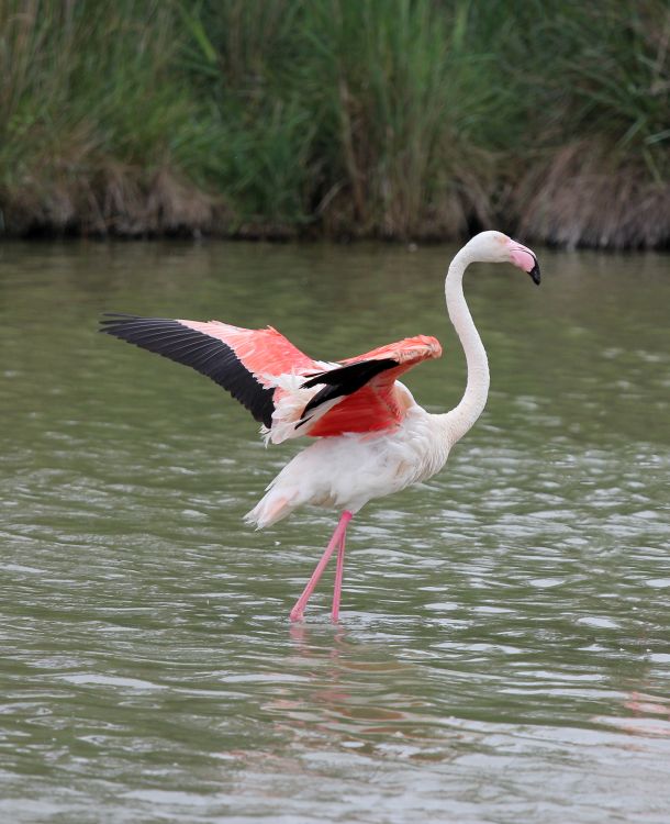 Fonds d'cran Animaux Oiseaux - Flamants Flamants