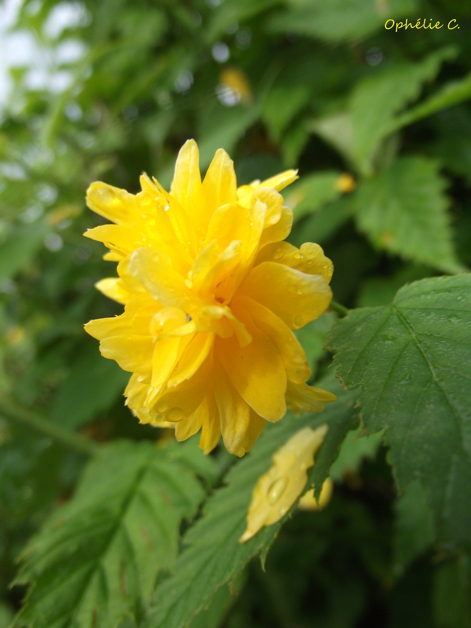 Fonds d'cran Nature Fleurs 