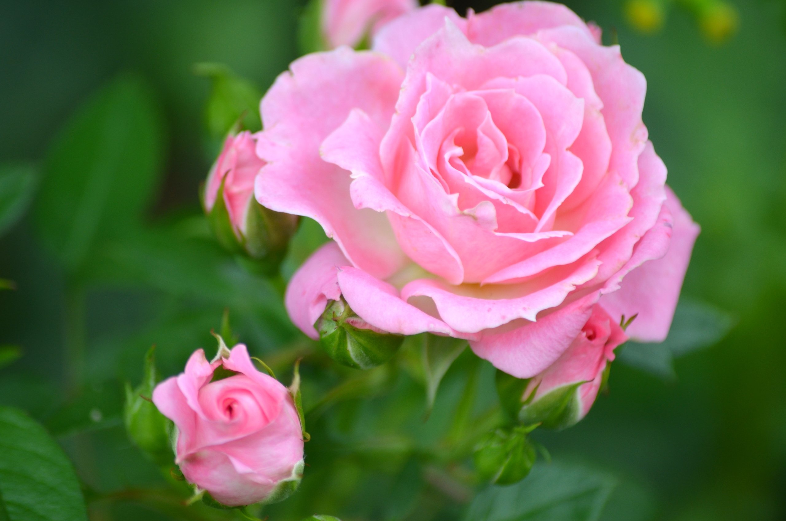 Wallpapers Nature Flowers rose du printemps 