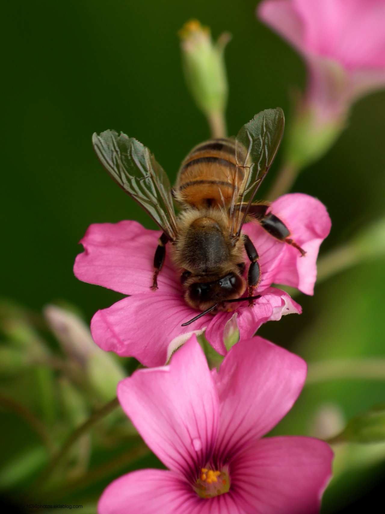 Fonds d'cran Animaux Insectes - Abeilles Gupes ... Butineuse