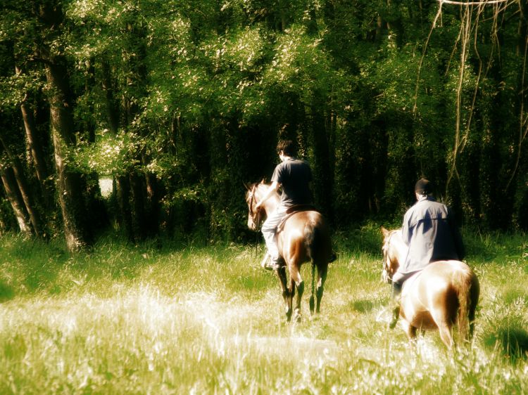 Fonds d'cran Animaux Chevaux Chevaux