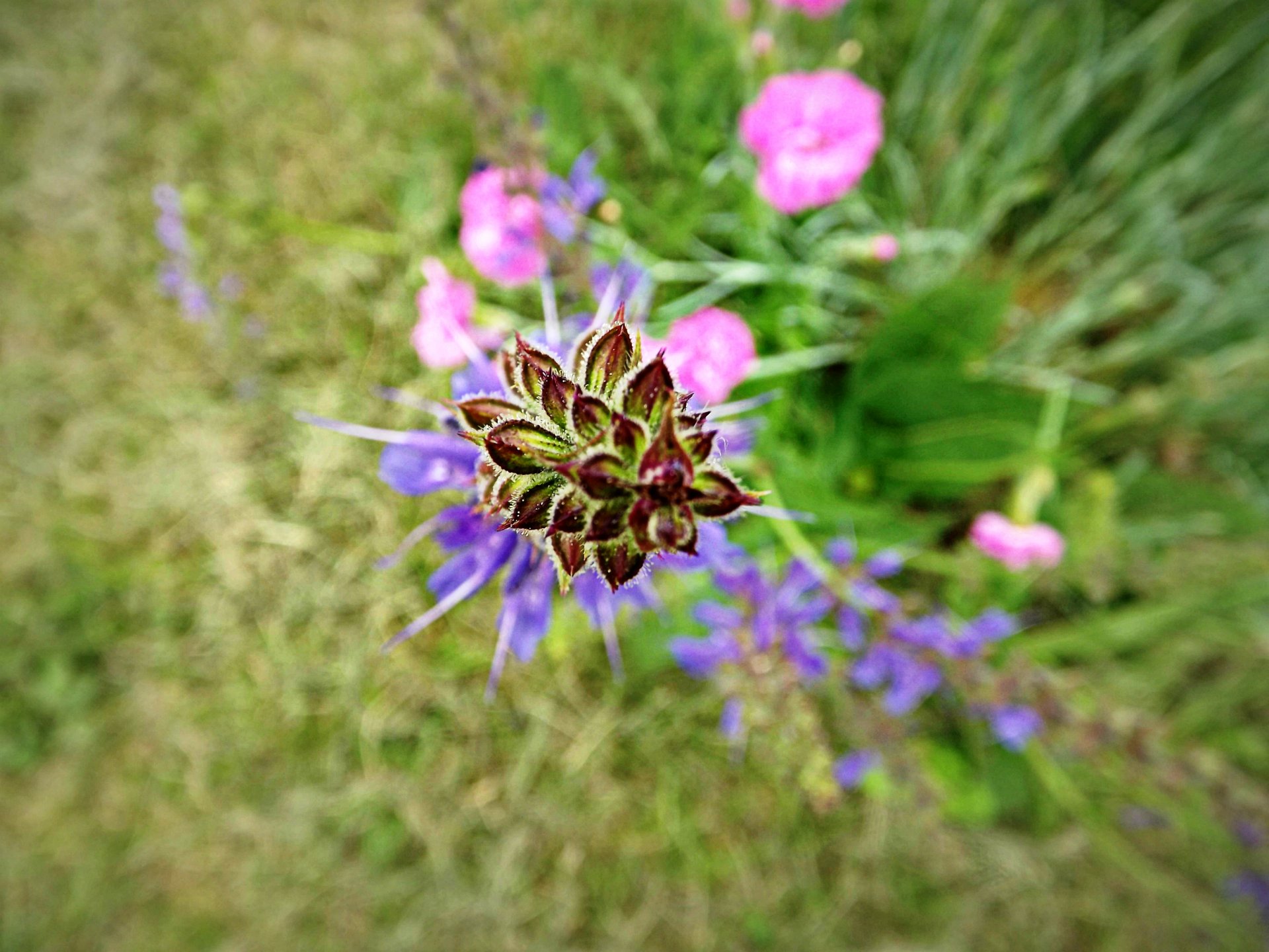 Wallpapers Nature Flowers 