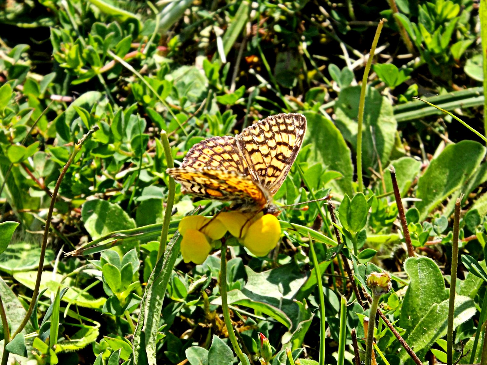 Fonds d'cran Animaux Insectes - Papillons accroche toi!