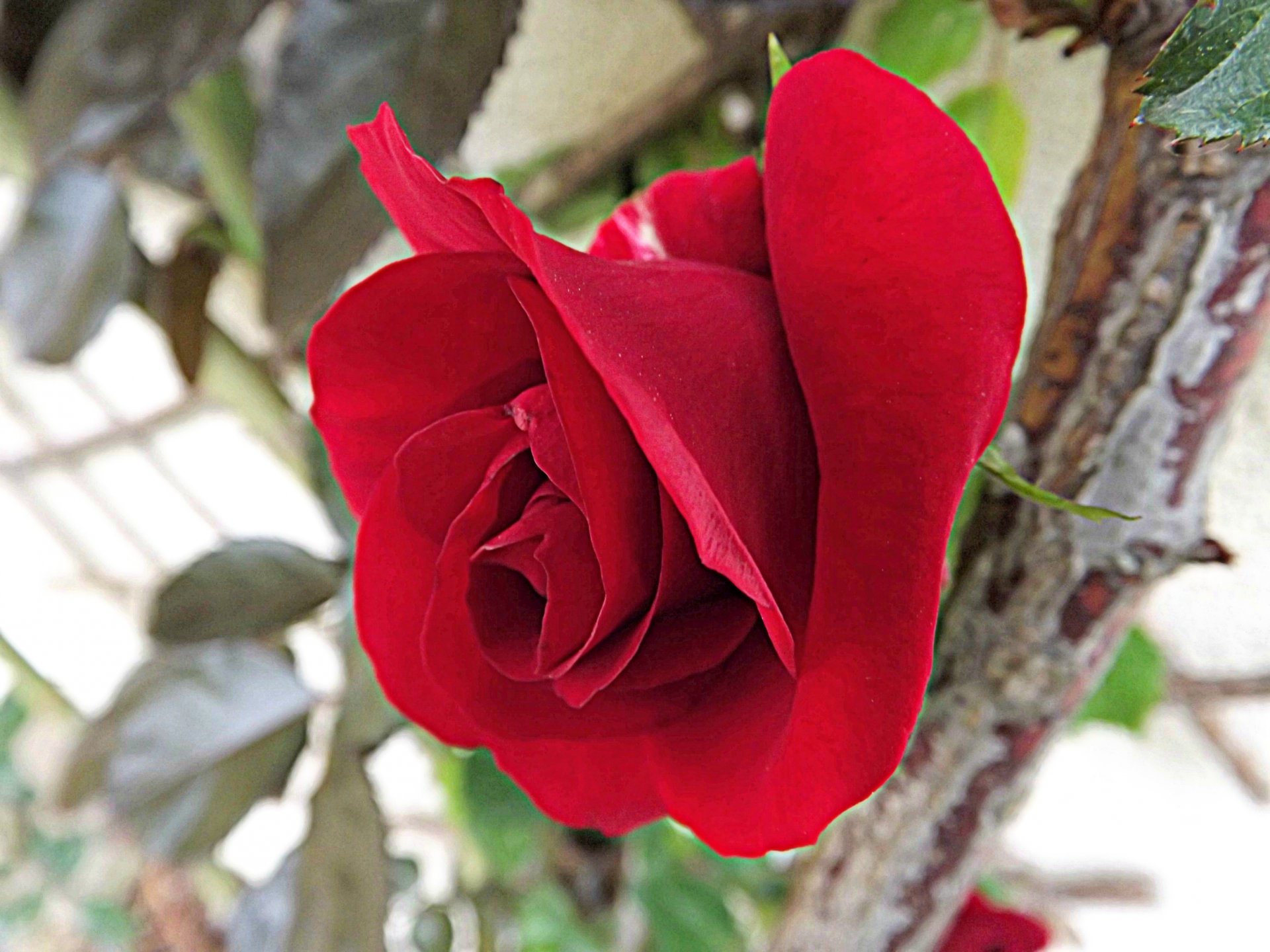 Wallpapers Nature Flowers rose rouge