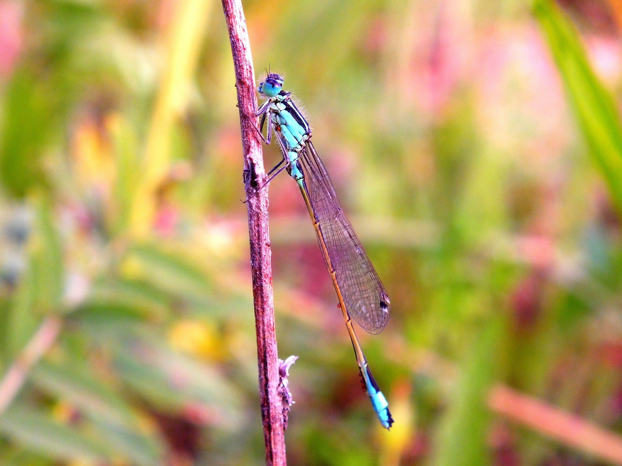 Fonds d'cran Animaux Insectes - Libellules Libellules