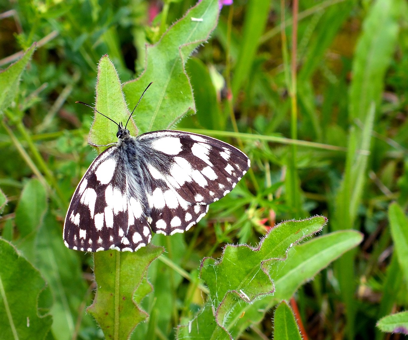 Wallpapers Animals Insects - Butterflies papillons