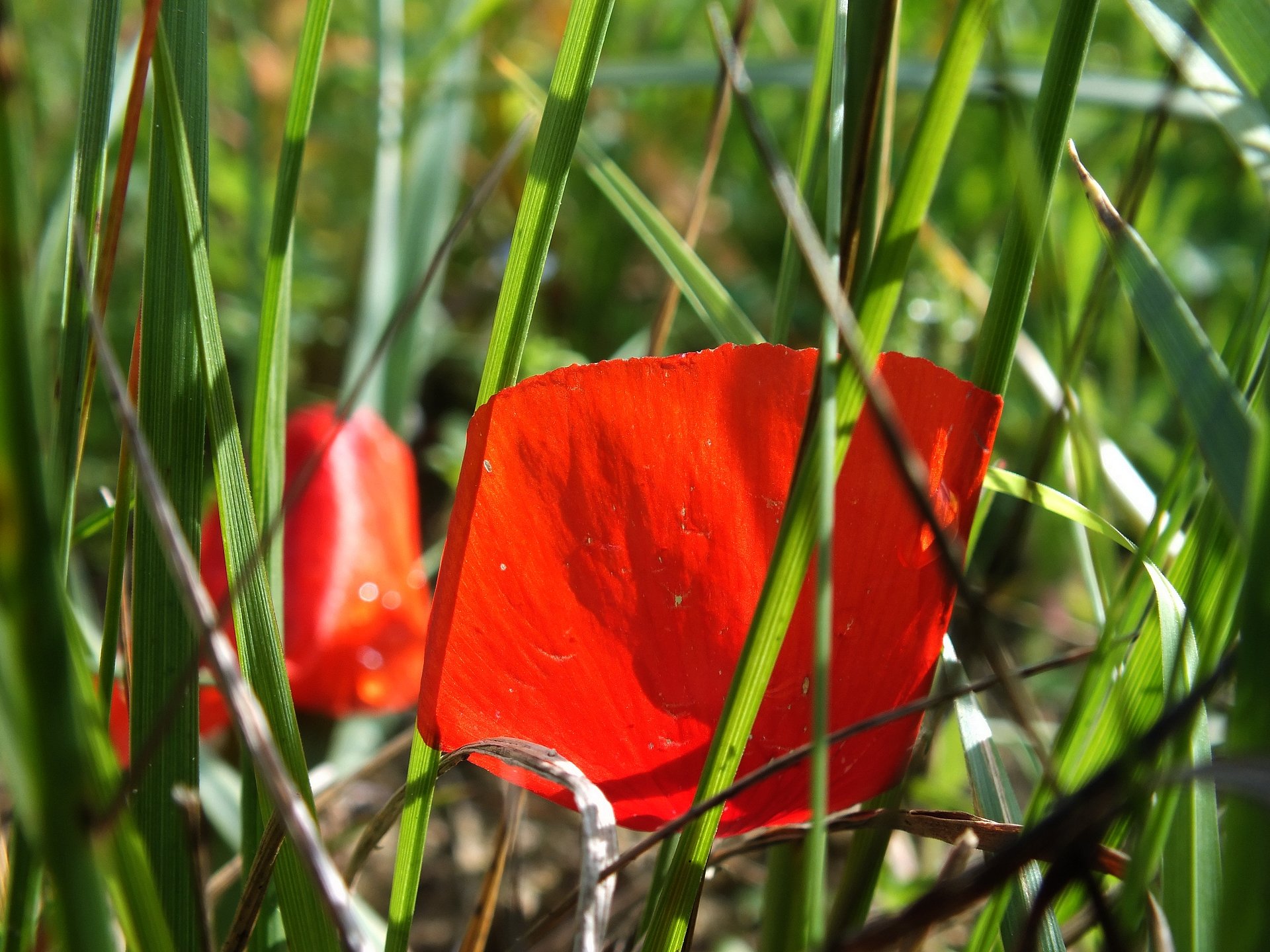 Wallpapers Nature Herbs Ptale paravent