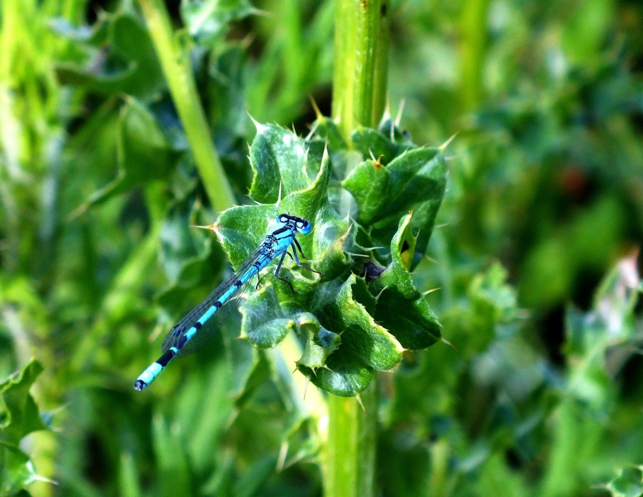 Fonds d'cran Animaux Insectes - Libellules Libellules