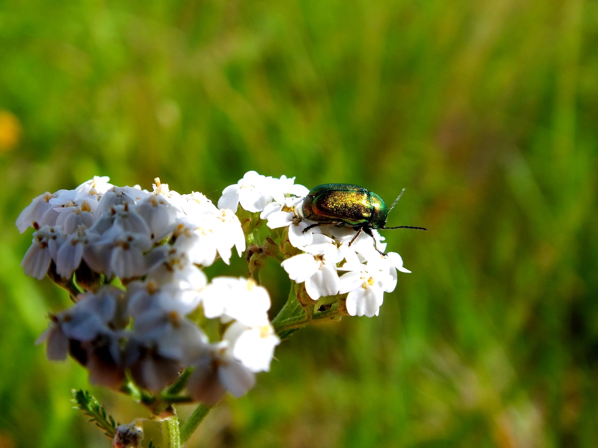 Wallpapers Animals Insects - Beetles hannetons