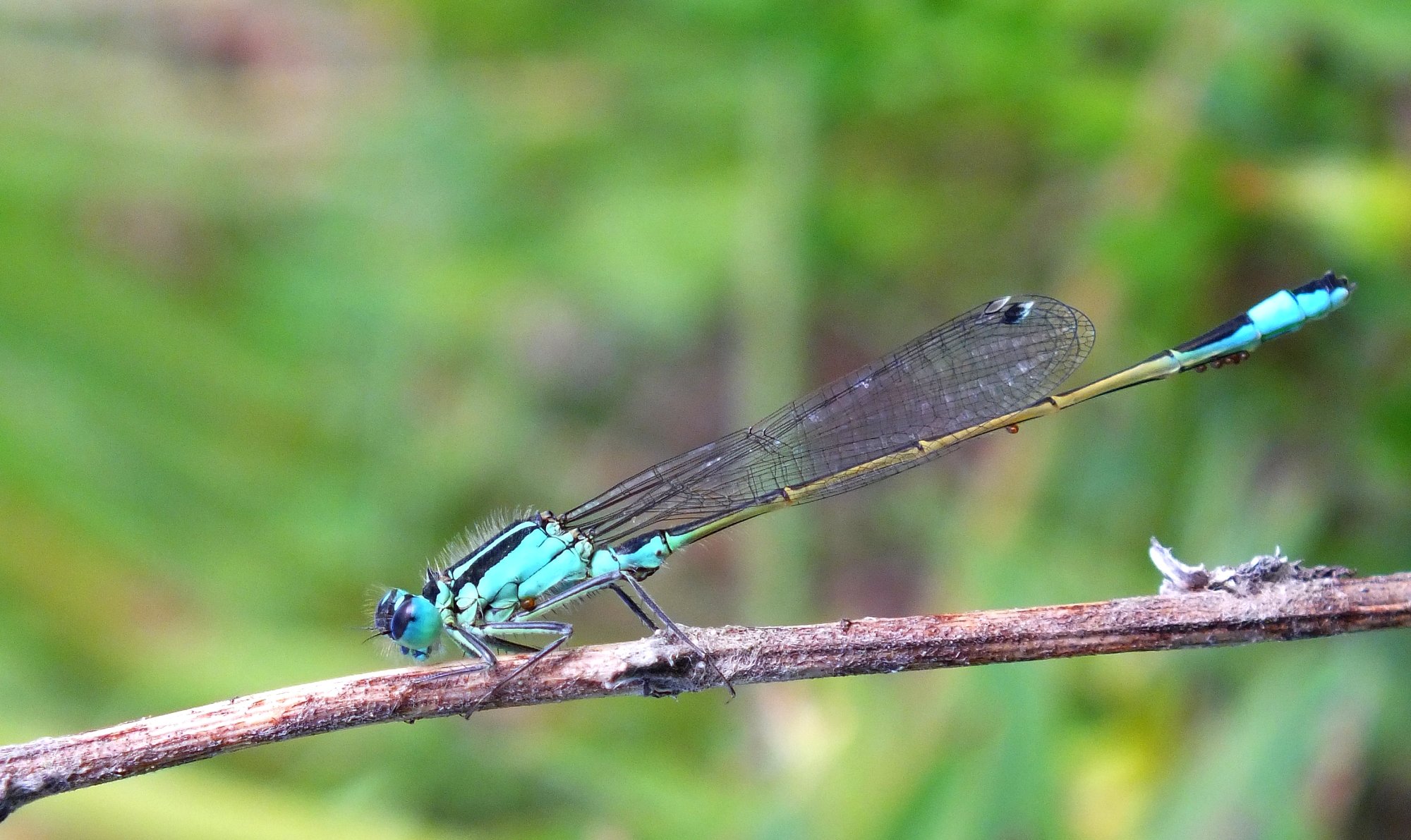 Fonds d'cran Animaux Insectes - Libellules Libellules