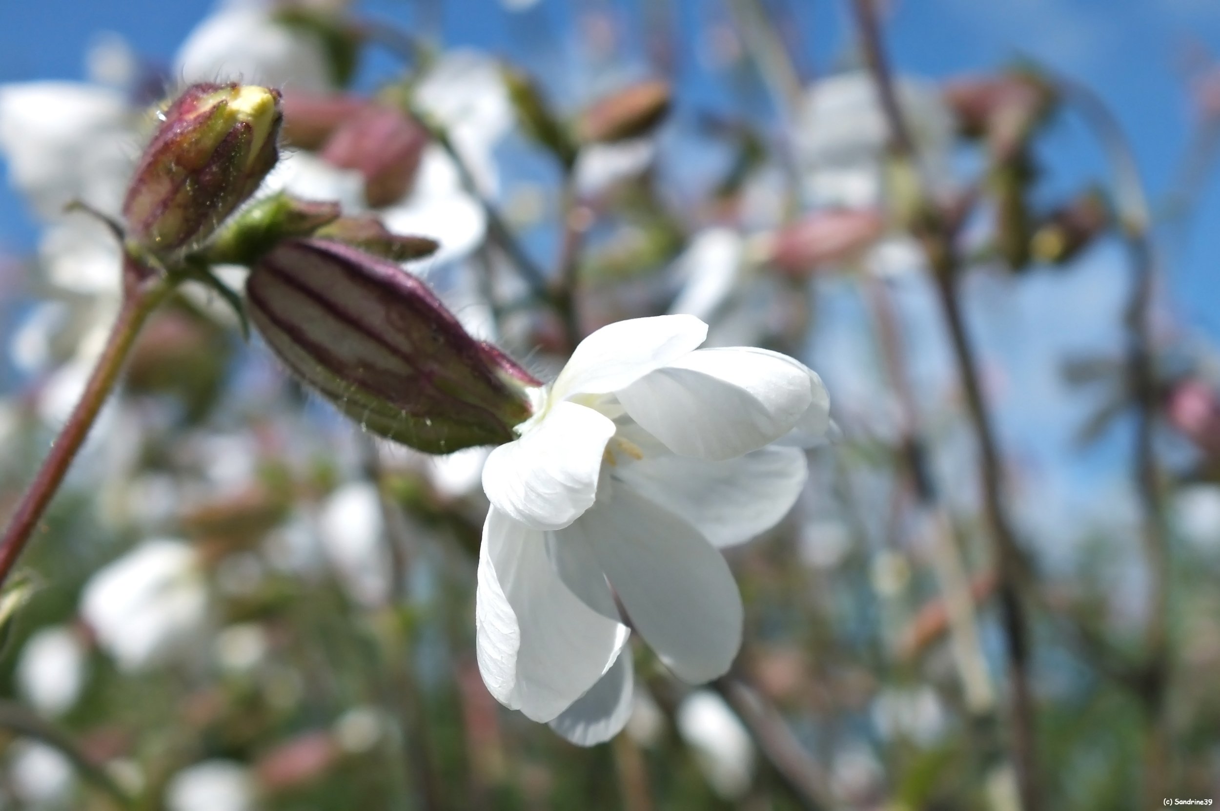 Wallpapers Nature Flowers Fleurs blanche champtre 