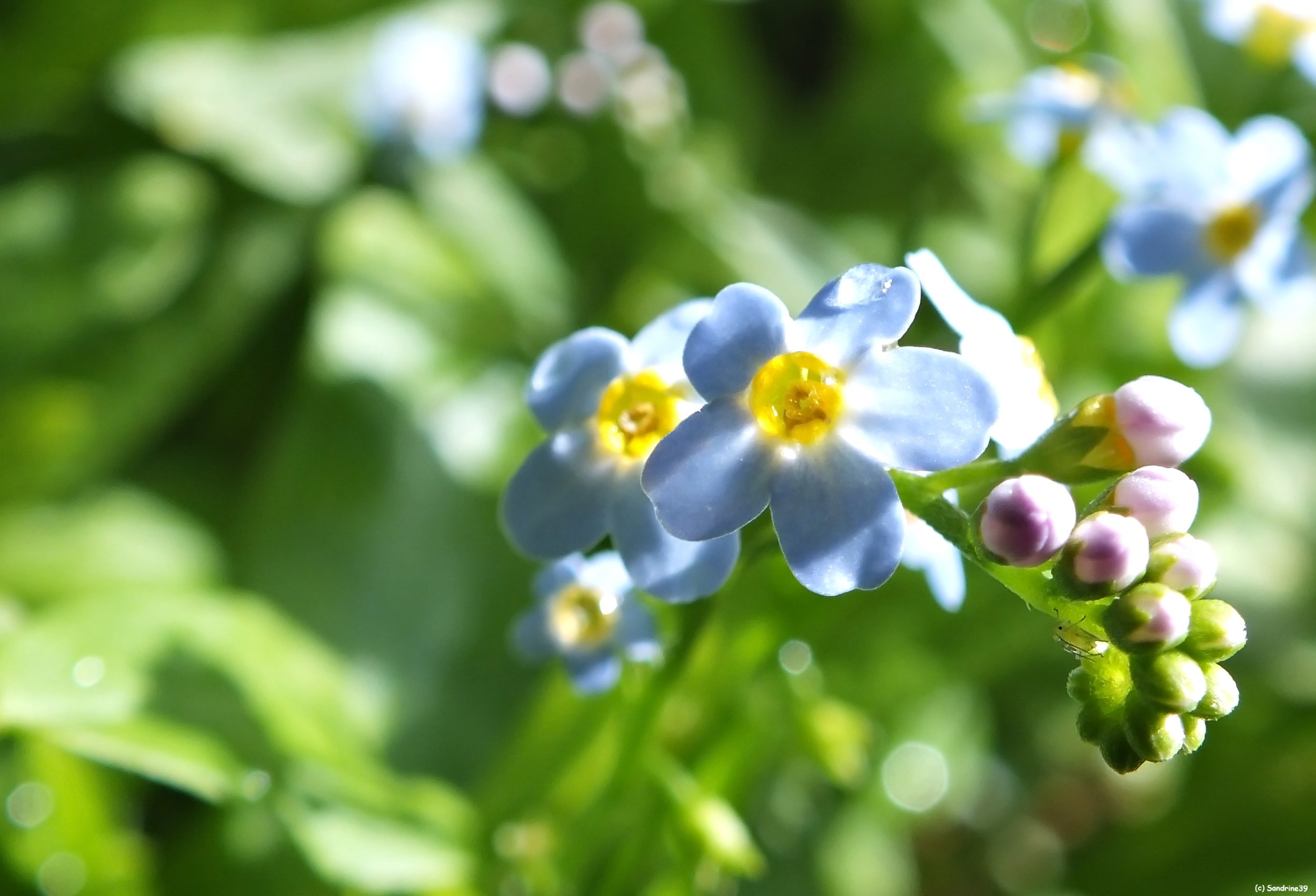 Wallpapers Nature Flowers Macro petites fleurs bleu