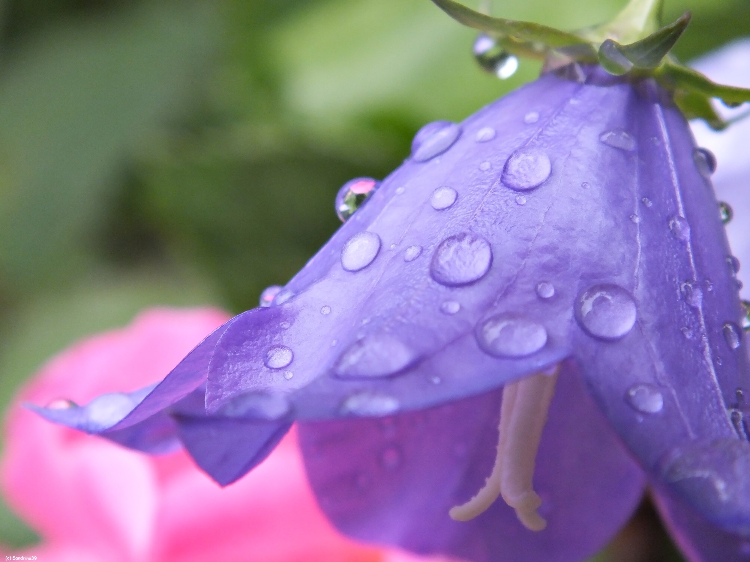 Fonds d'cran Nature Fleurs Campanule sous la rose