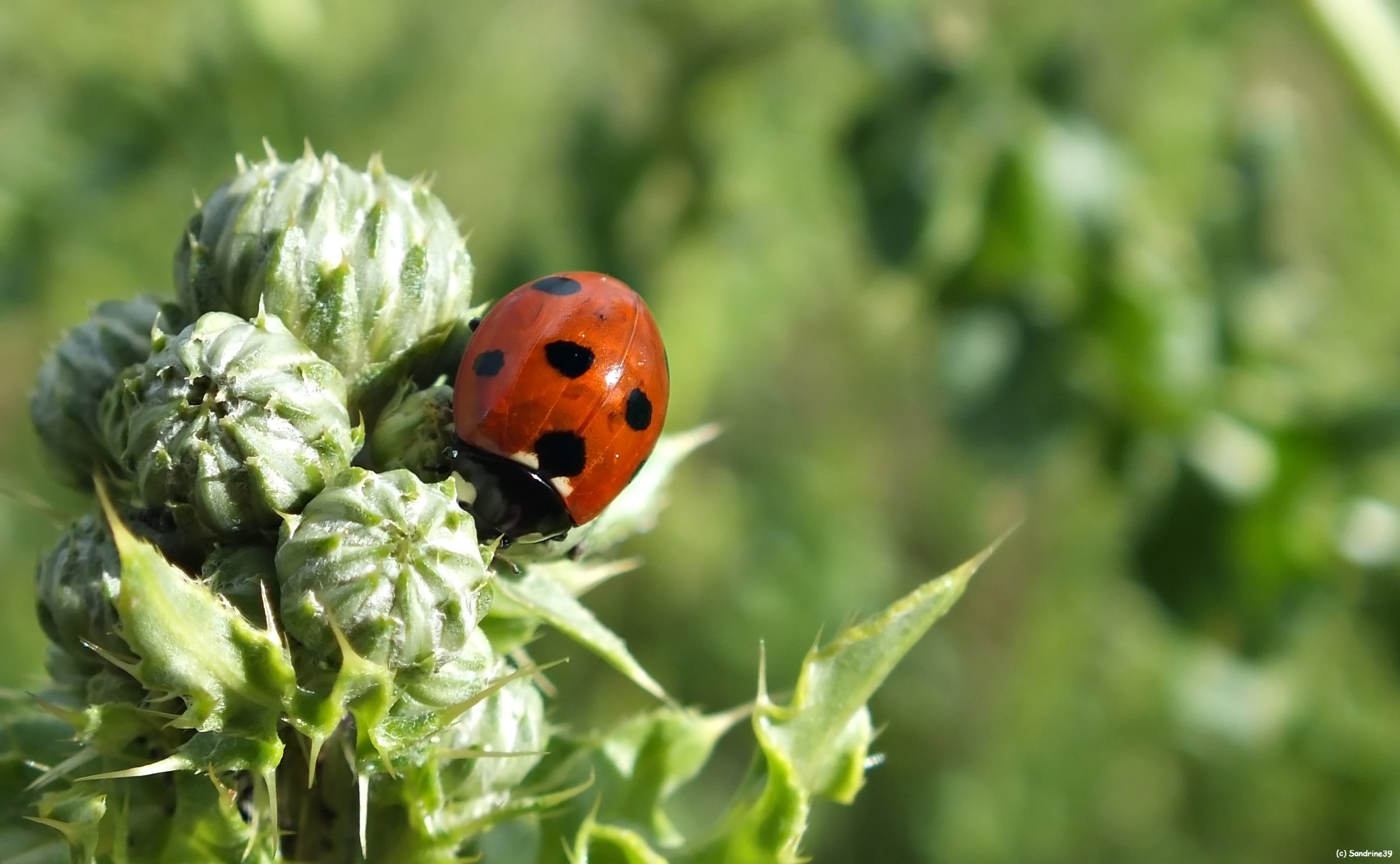 Fonds d'cran Animaux Insectes - Coccinelles Coccinelle 