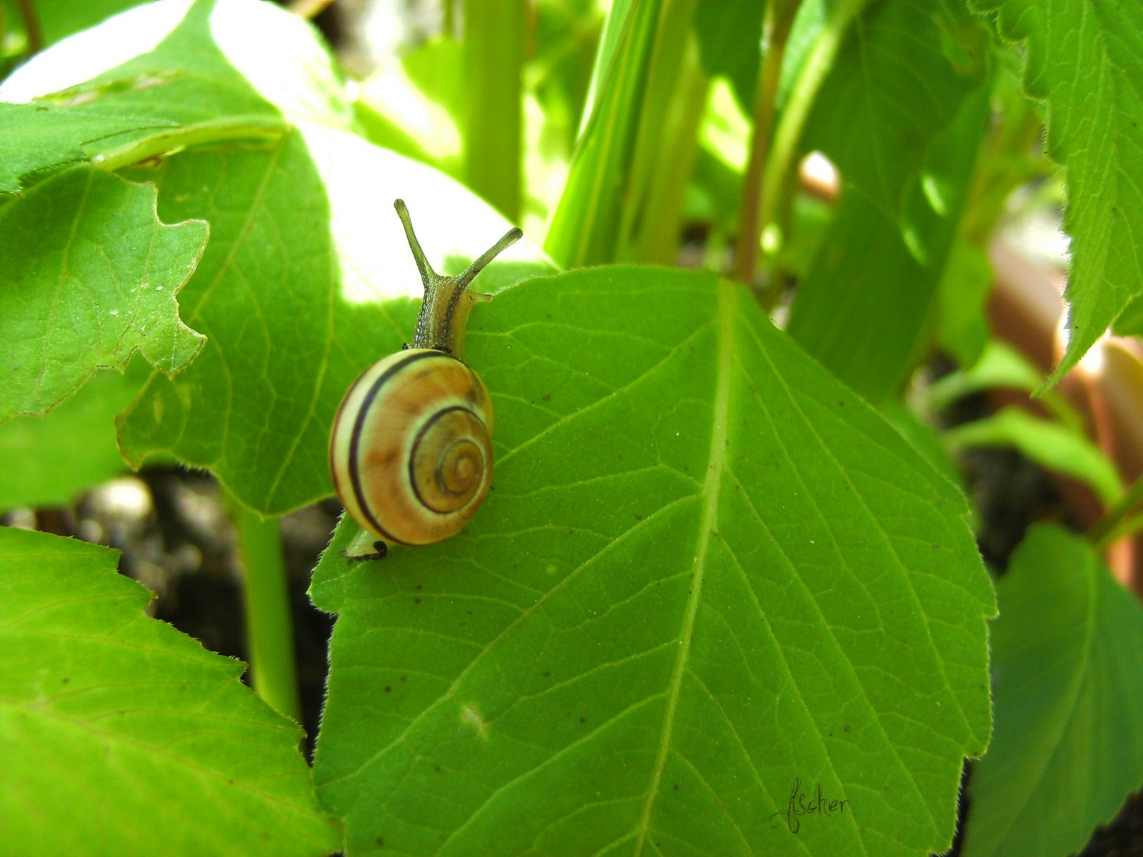 Wallpapers Animals Snails - Slugs 