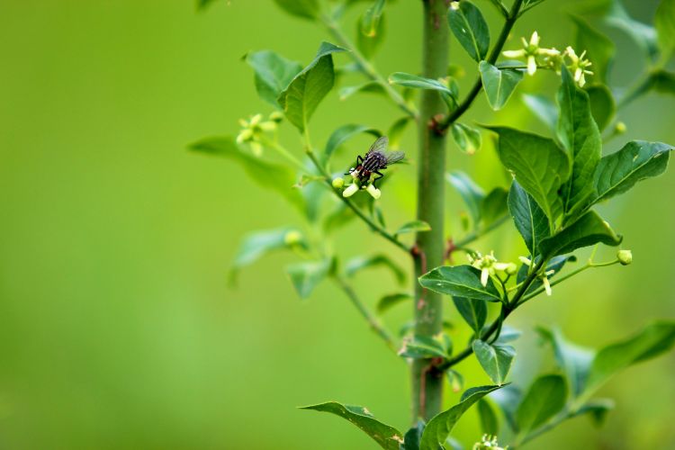 Fonds d'cran Animaux Insectes - Mouches Wallpaper N303235