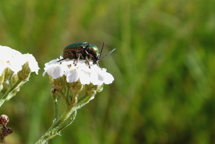 Fonds d'cran Animaux Insectes - Hannetons hannetons